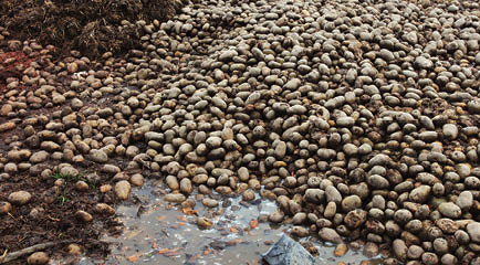Pile of potatoes left to rot by a puddle and manure heap