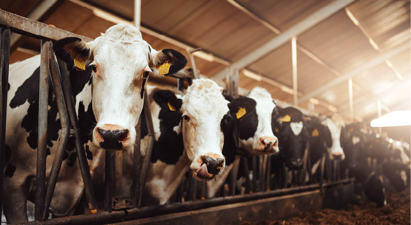 Shot of a herd of cows in an enclosure at a dairy farm