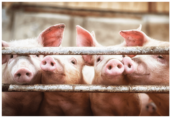 Happy pigs living  on organic ecological farm in Denmark  