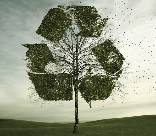 Tree growing in recycling symbol shape