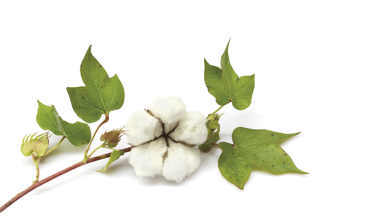 Cotton isolated on white background