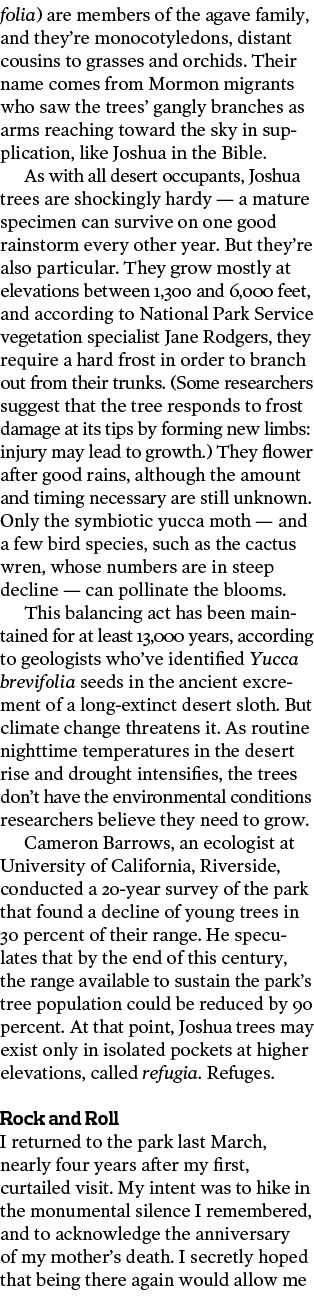 folia  are members of the agave family  and they re monocotyledons  distant cousins to grasses and orchids  Their nam   