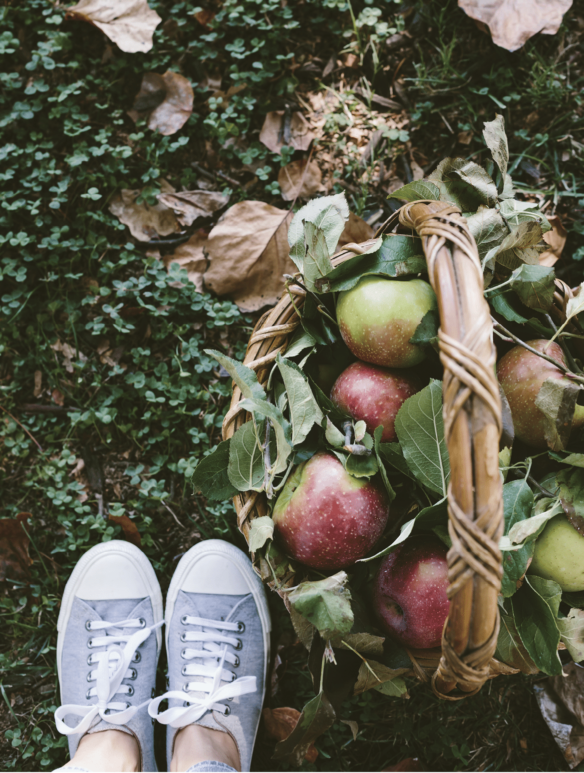 A woman photographed a basket full of apples from the top view with her feet wearing snickers 