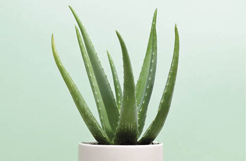 an aloe vera plant