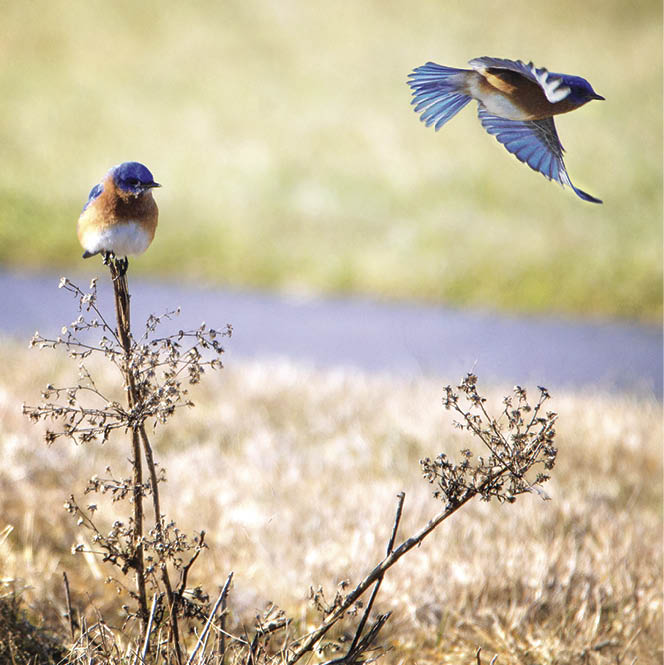 Two Eastern Bluebirds, one perched and one flying away at Exton Park, West Chester, Pennsylvania 