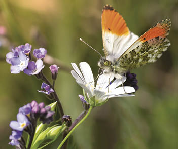 Male orange tip butterfly (Anthocharis cardamines)