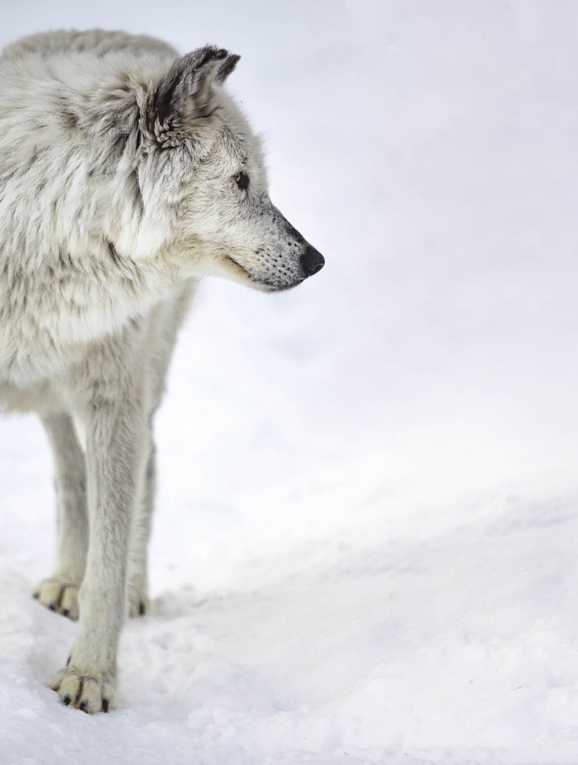 Beautiful white wolf in Yellowstone