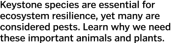 Keystone species are essential for ecosystem resilience, yet many are considered pests  Learn why we need these impor   