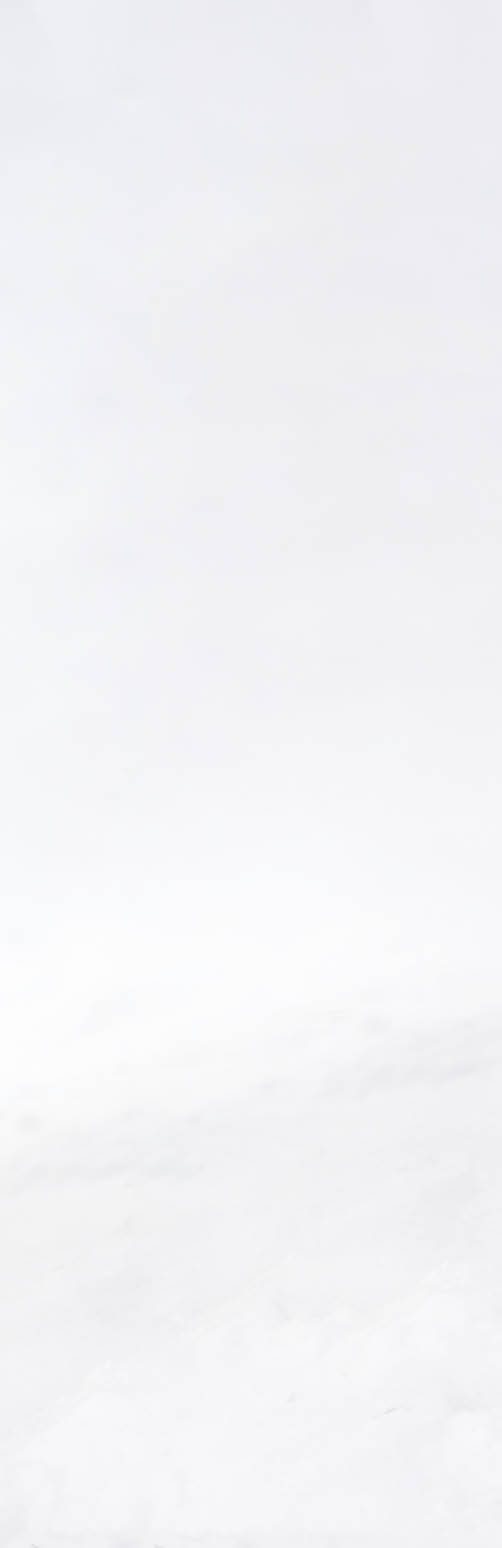 Beautiful white wolf in Yellowstone