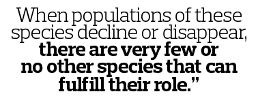 When populations of these species decline or disappear, there are very few or no other species that can fulfill their   