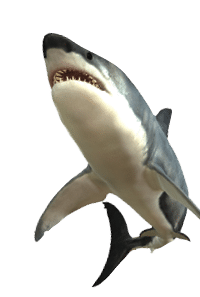 The Great White Shark is the largest predatory fish in the sea and can grow to 26 feet and live as long as 70 years 