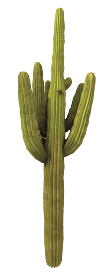 High Resolution Cactus (Carnegiea Gigantea) Tree Render, 3D Image  