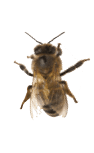 Western honey bee or European honey bee, Apis mellifera, carrying pollen, in front of white background