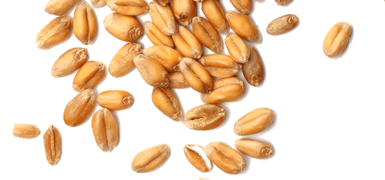 wheat grains isolated on white background  top view