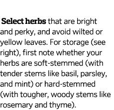   Select herbs that are bright and perky  and avoid wilted or yellow leaves  For storage  see right   first note whet   