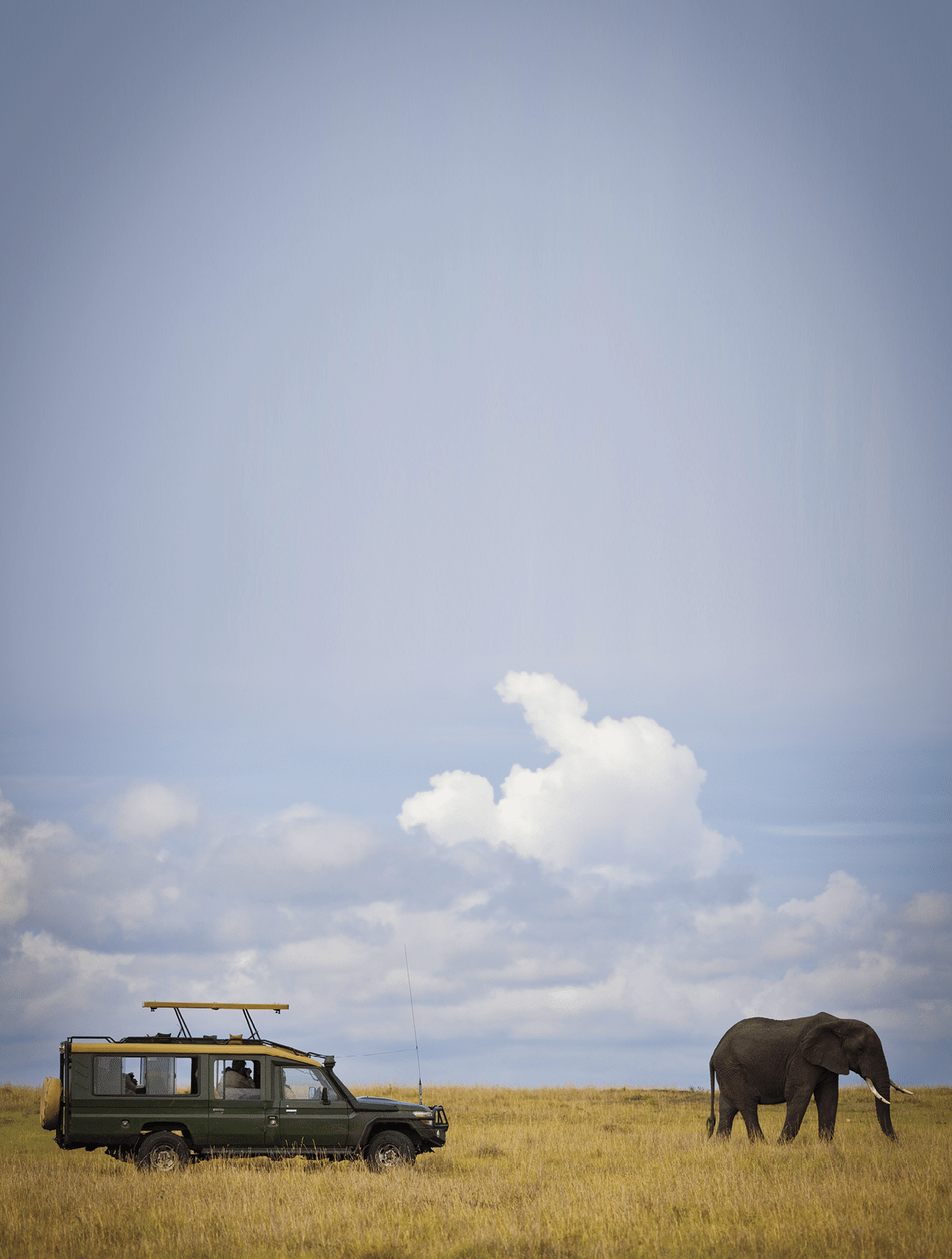 600-03814884   Christina Krutz Model Release  No Property Release  No Safari Vehicle and African Bush Elephant  Masai Mara National Reserve  Kenya 
