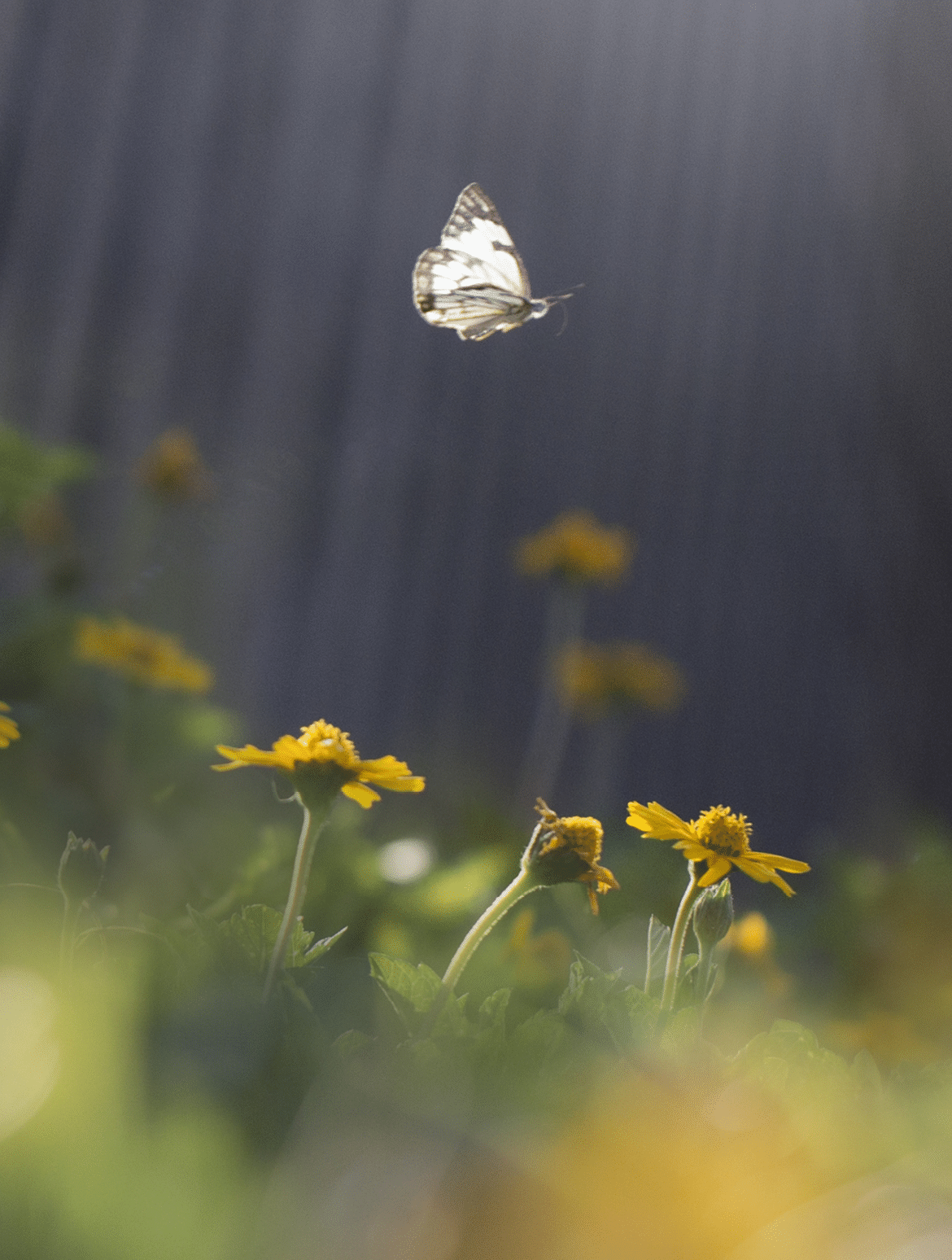 One butterfly flying mid air on top yellow flower bed  Dark moody background  Low angle view 