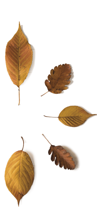 Autumn leaves on white background
