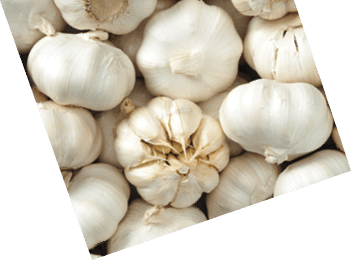 Garlic head Raw fruit and vegetable backgrounds overhead perspective, part of a set collection of healthy organic fresh produce
