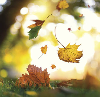 Colorful autumn leaves falling from the trees in park 