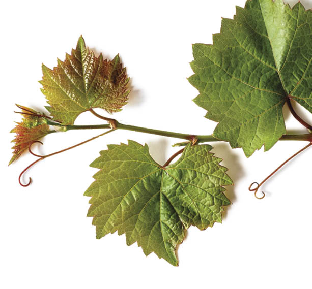 Nature reserve of the saw Mariola in Bocairent, Valencian Community, Spain, Europe 