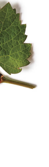 Nature reserve of the saw Mariola in Bocairent, Valencian Community, Spain, Europe 