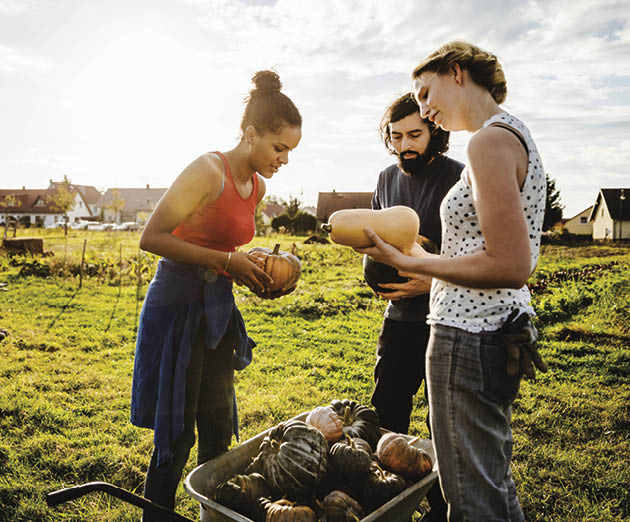 A group of urban farmers inspecting a yield of freshly harvested pumpkins and squashes from a small organic crop before preparing them for the market 